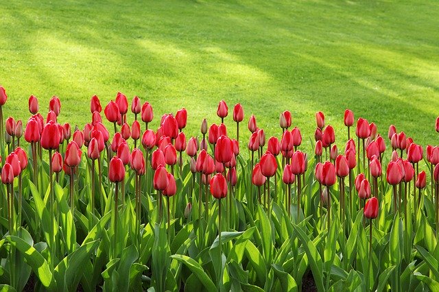záhon tulipánů