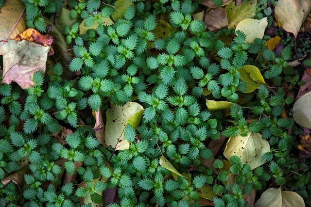 kopřivy